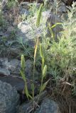 Phleum paniculatum. Цветущее растение. Узбекистан, хребет Нуратау, Нуратинский заповедник, урочище Хаятсай, каменистый склон, около 1100 м н.у.м. 20.05.2007.