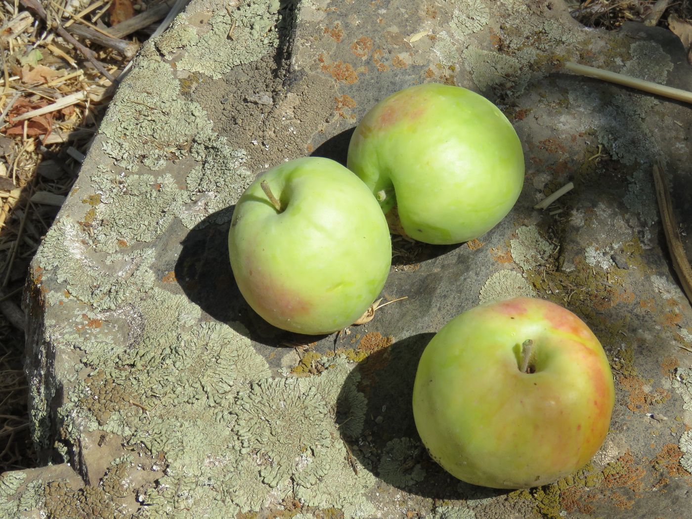 Image of Malus sieversii specimen.