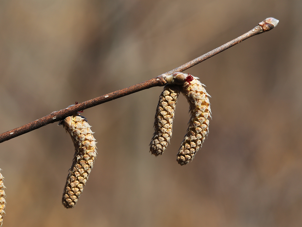 Image of Corylus mandshurica specimen.