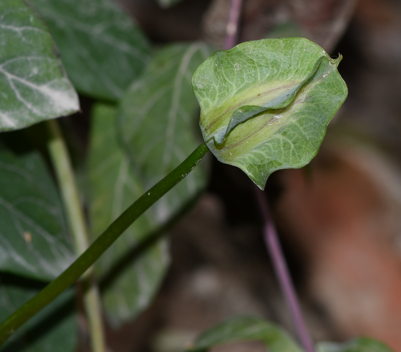 Image of Cobaea scandens specimen.