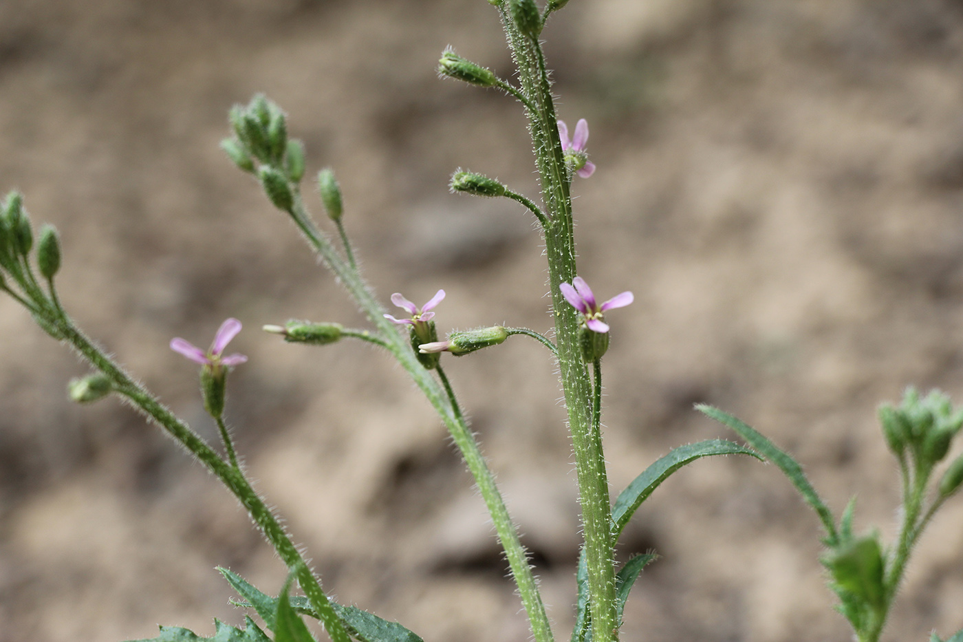 Image of Parrya khorasanica specimen.