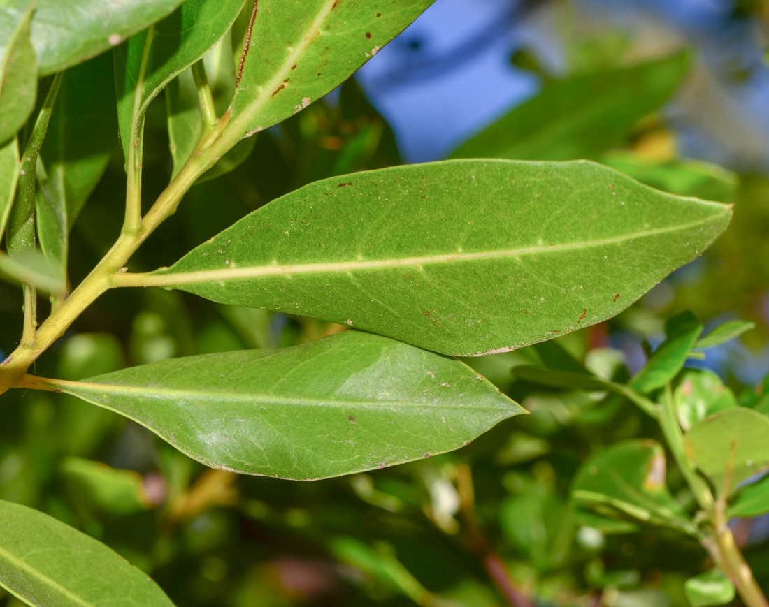 Изображение особи Conocarpus erectus.