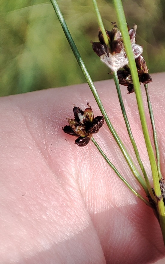 Изображение особи Juncus alpino-articulatus.