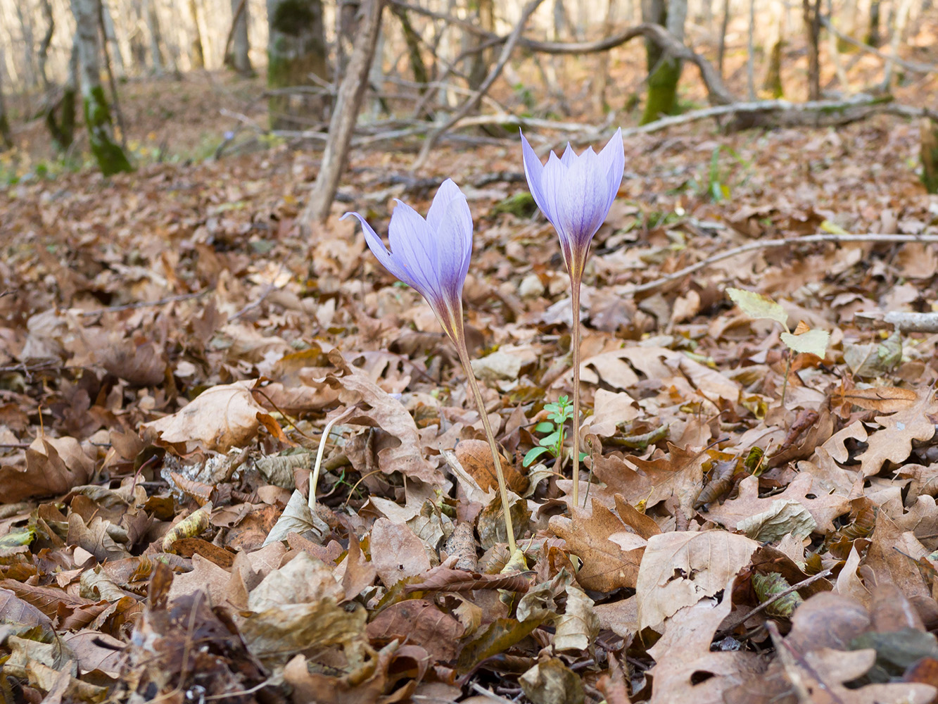 Изображение особи Crocus speciosus.