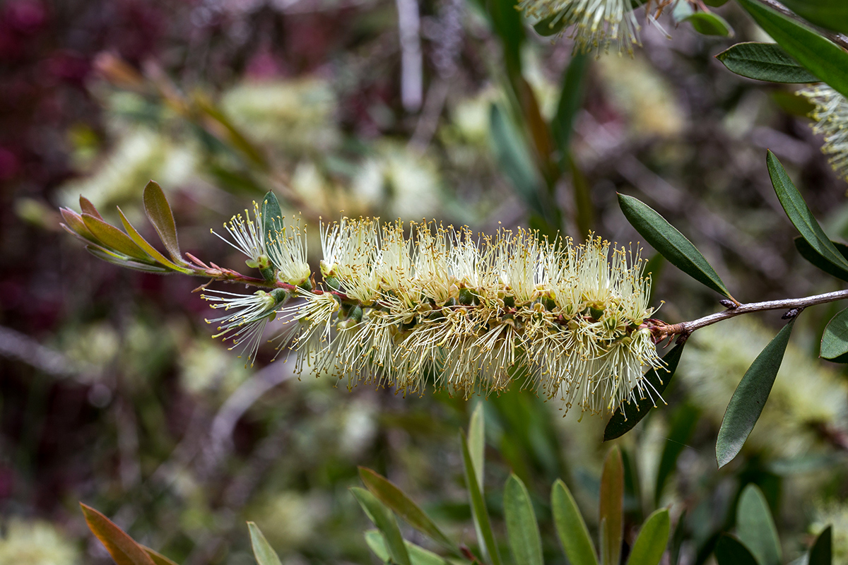 Изображение особи Callistemon pallidus.