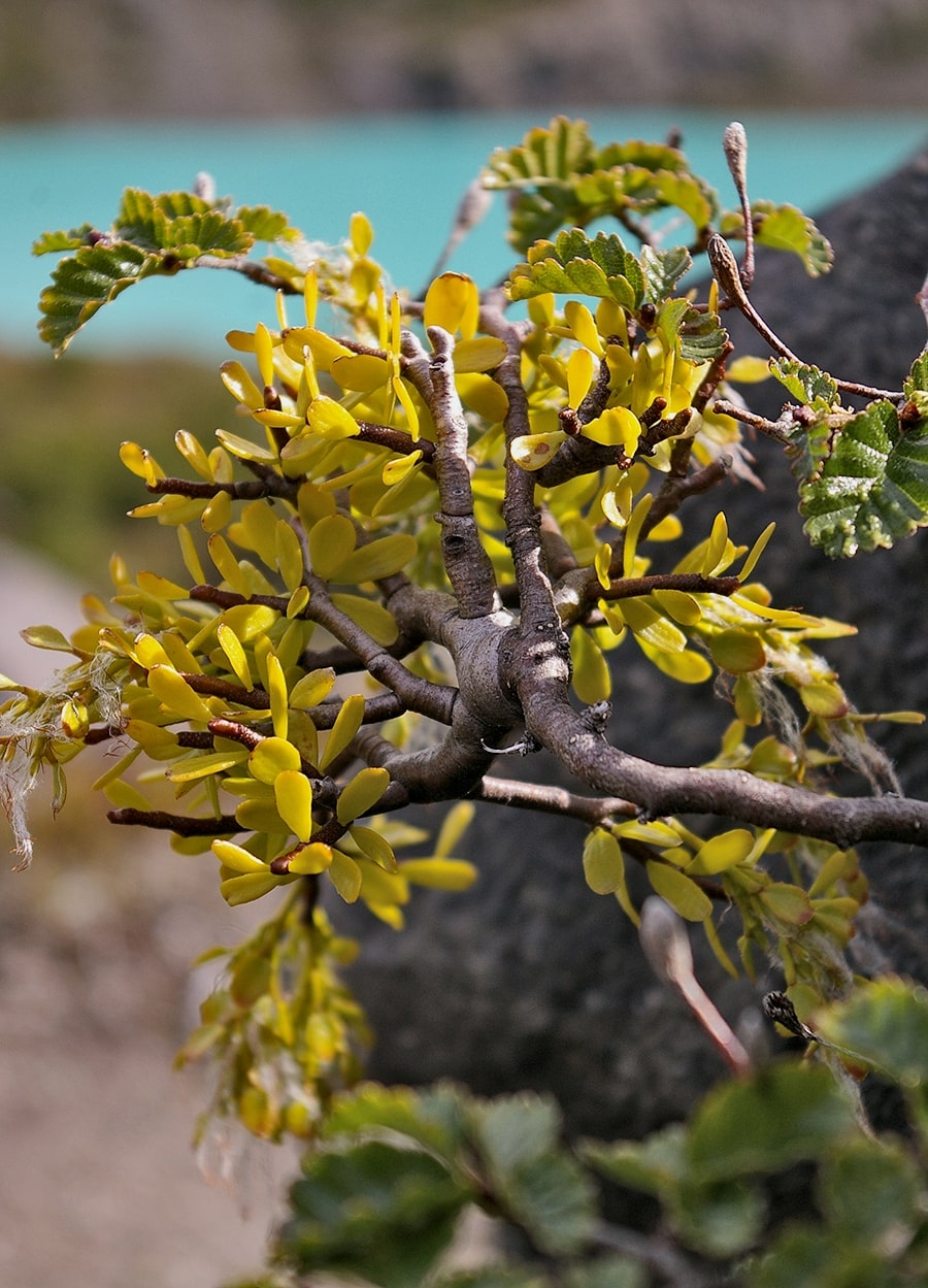 Image of Misodendrum quadriflorum specimen.