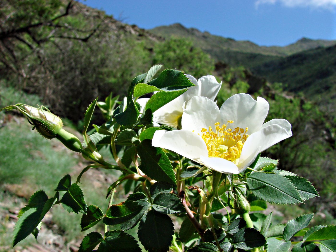 Image of Rosa achburensis specimen.