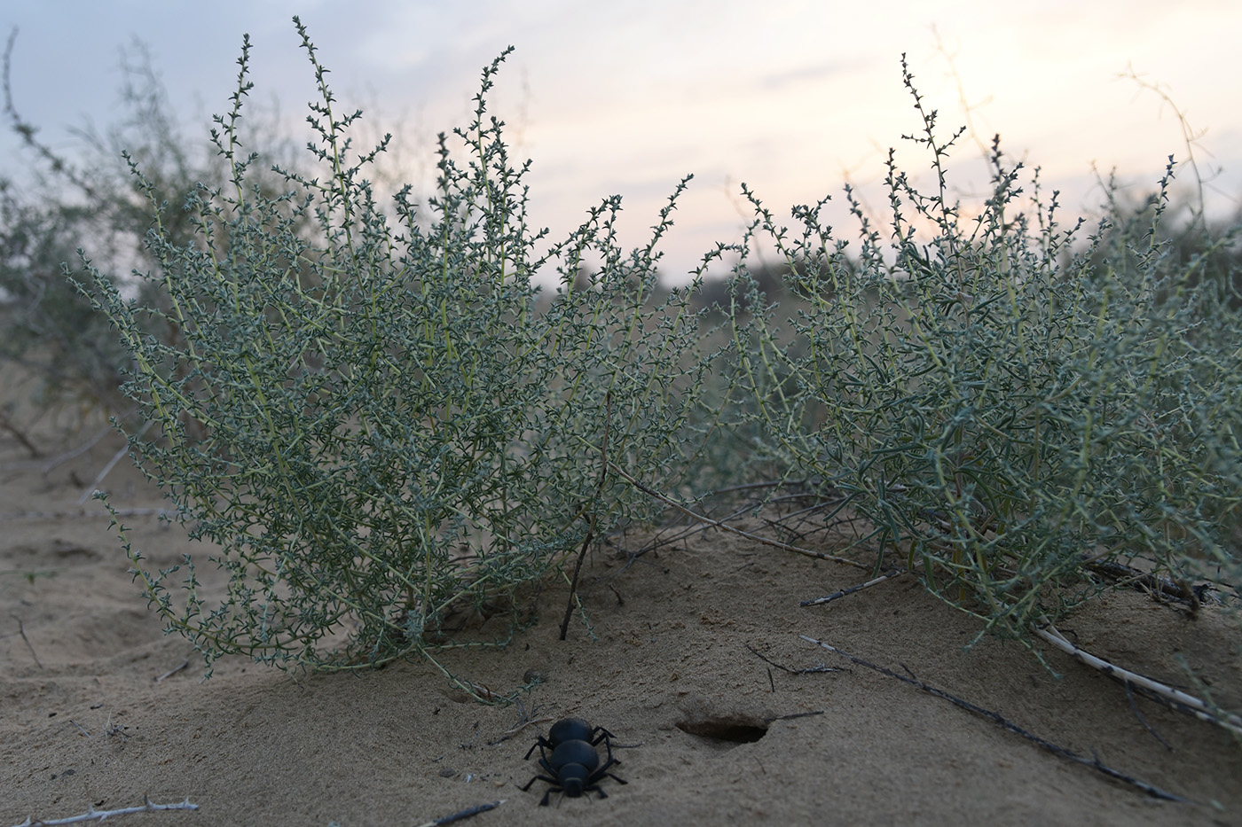 Изображение особи Salsola tragus.