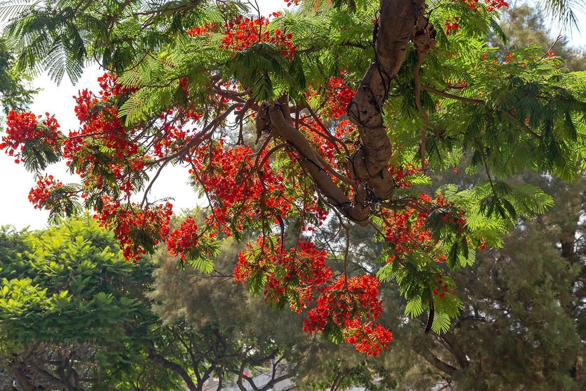 Image of Delonix regia specimen.