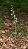 Epipactis leptochila