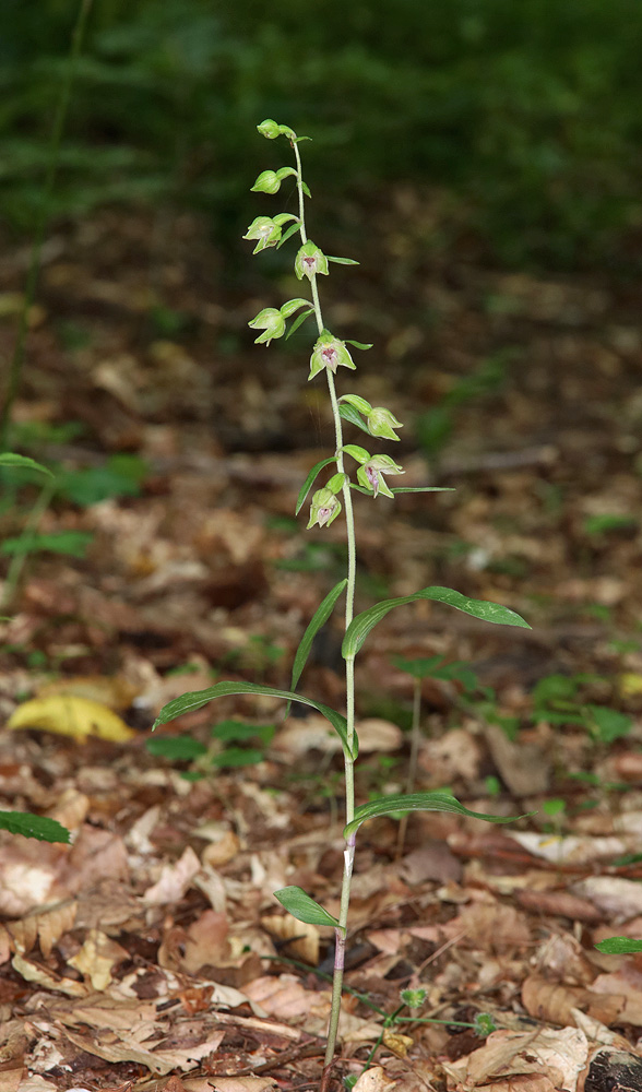 Image of Epipactis leptochila specimen.