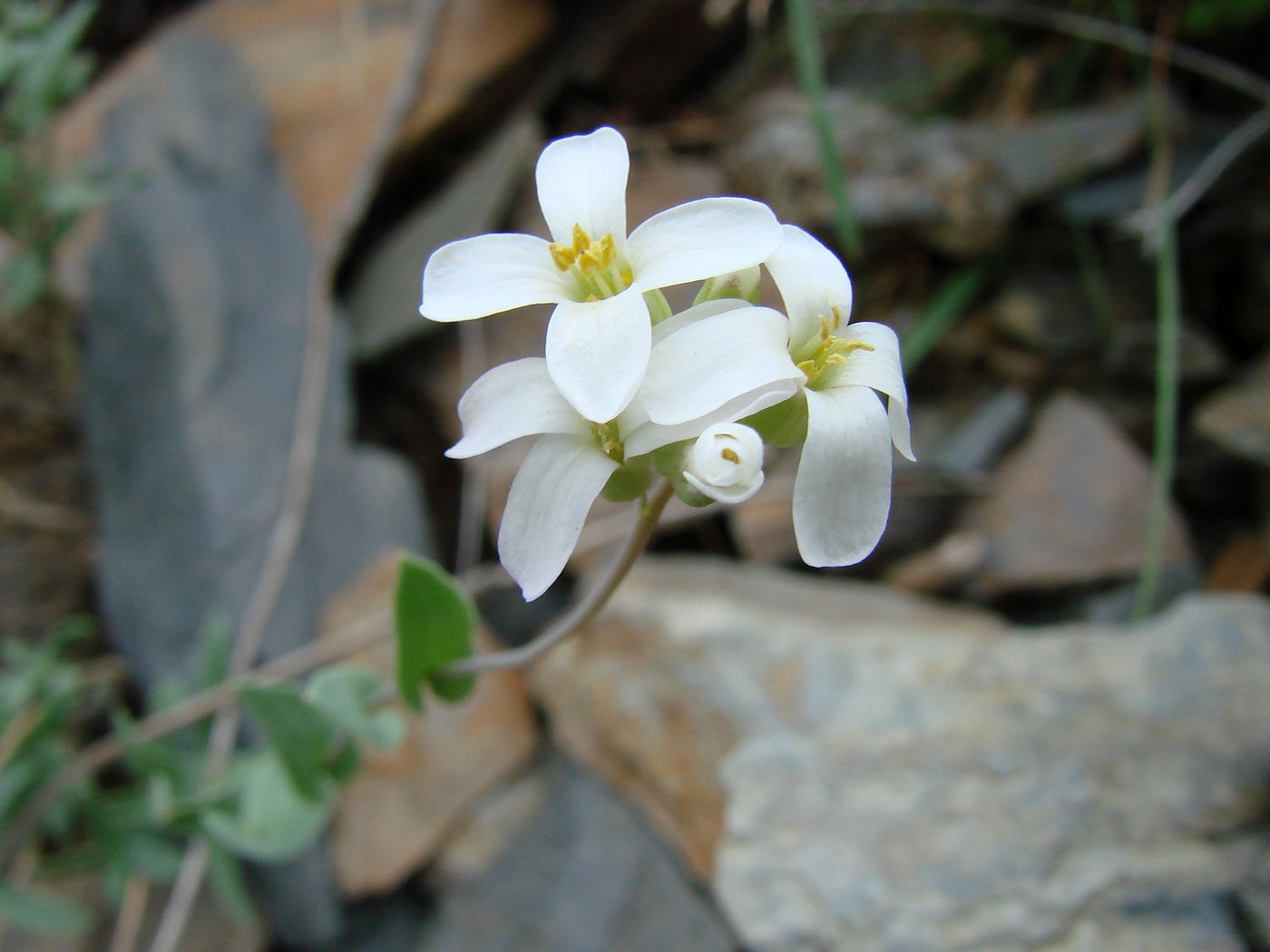 Image of Iberidella trinervia specimen.