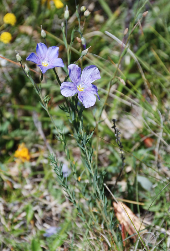 Image of Linum altaicum specimen.