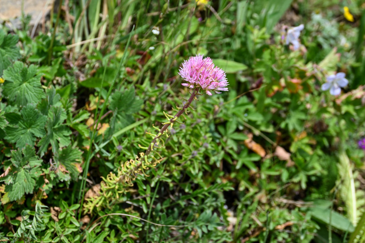 Изображение особи Pseudosedum longidentatum.