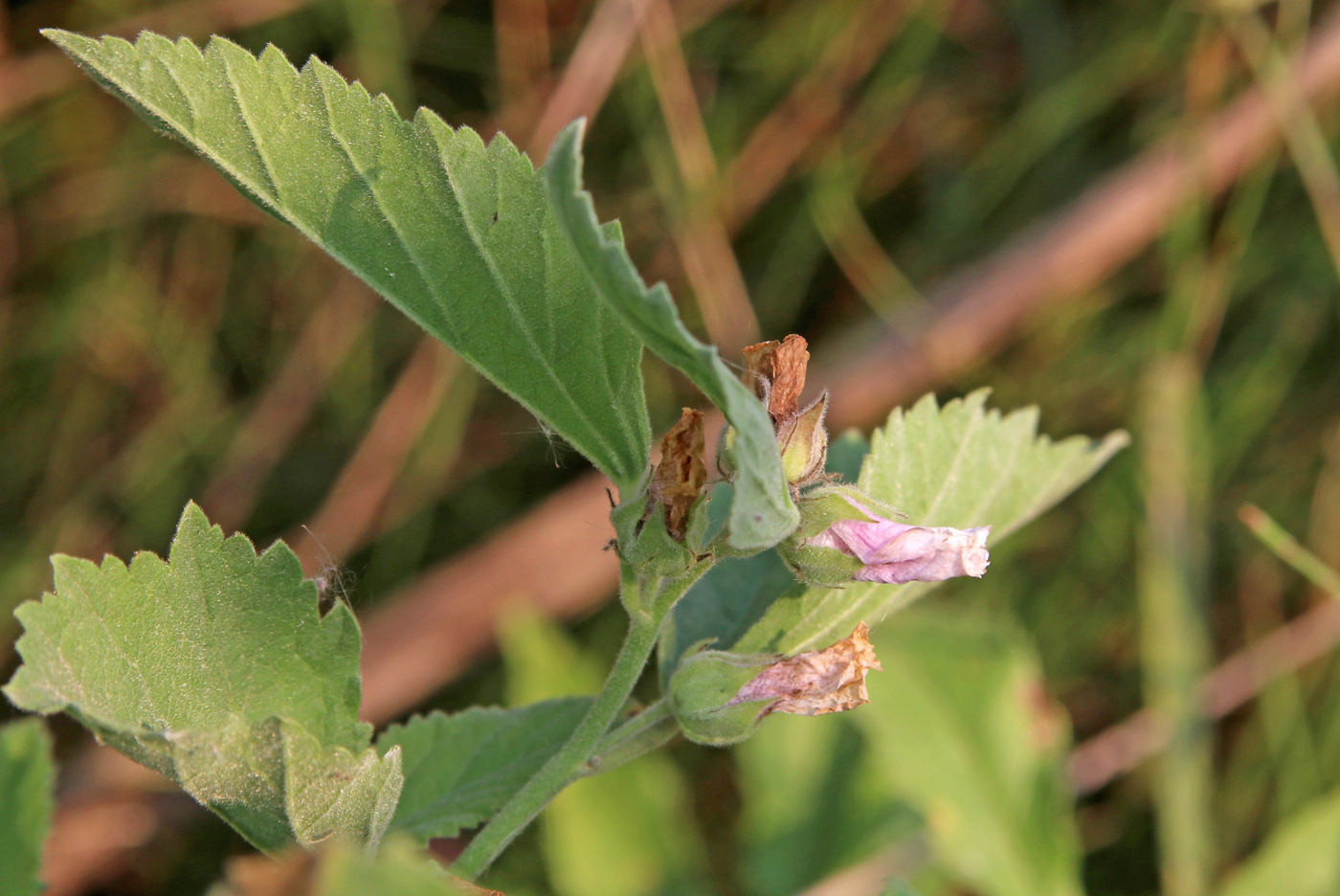 Image of Althaea officinalis specimen.