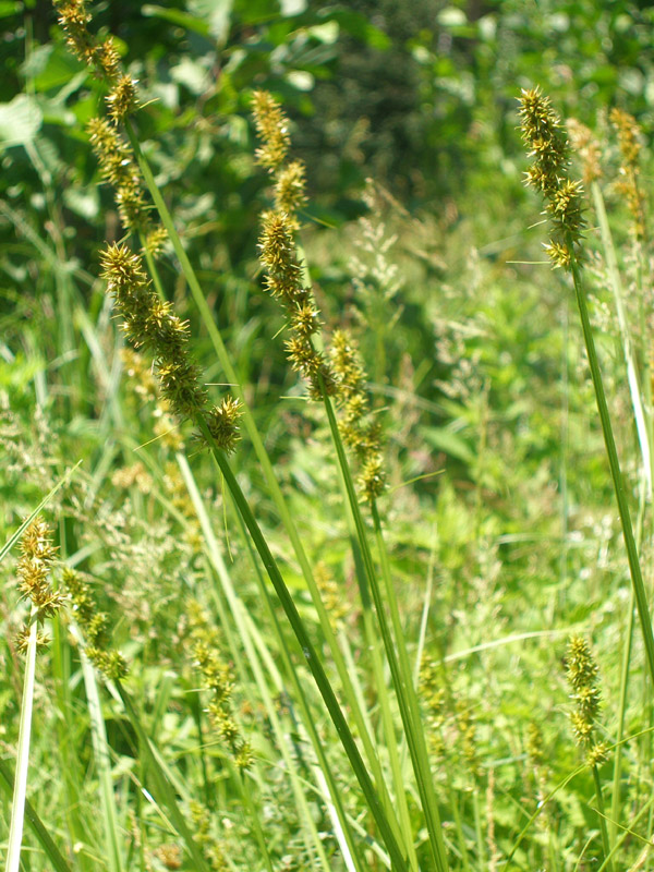 Image of Carex otrubae specimen.