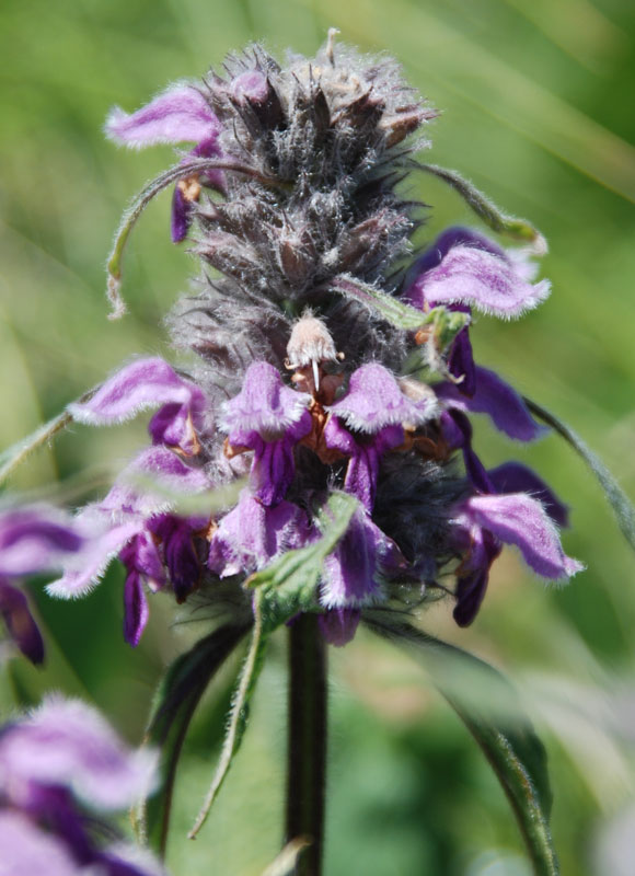 Image of Phlomoides alpina specimen.