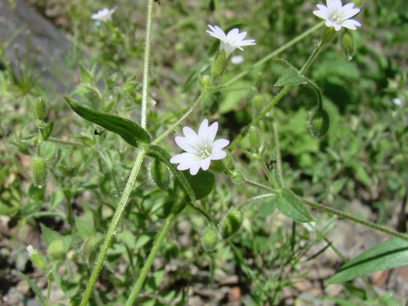 Изображение особи Lepyrodiclis stellarioides.