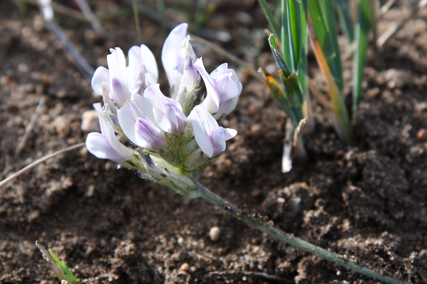 Image of Oxytropis turczaninovii specimen.