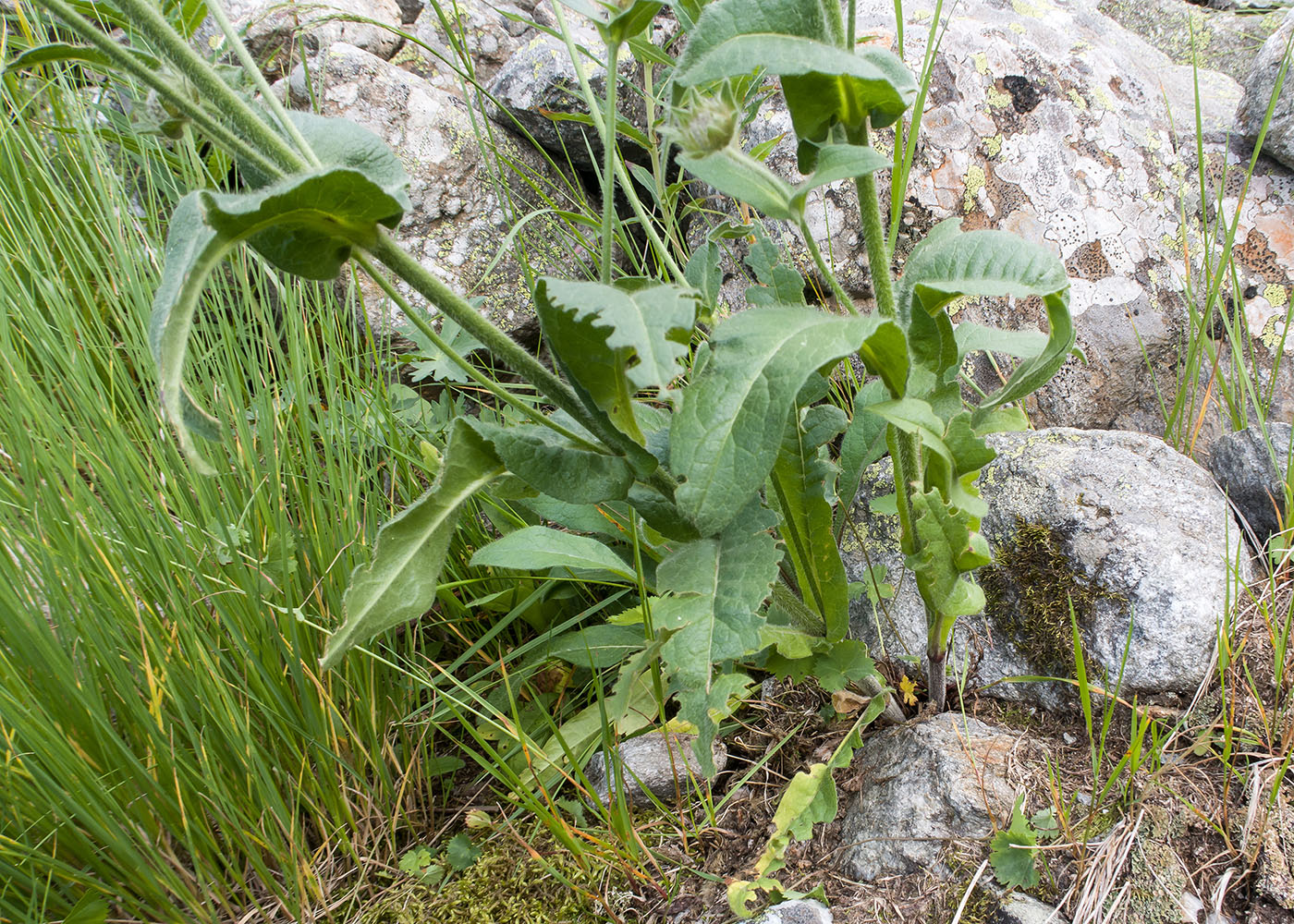 Изображение особи Knautia involucrata.