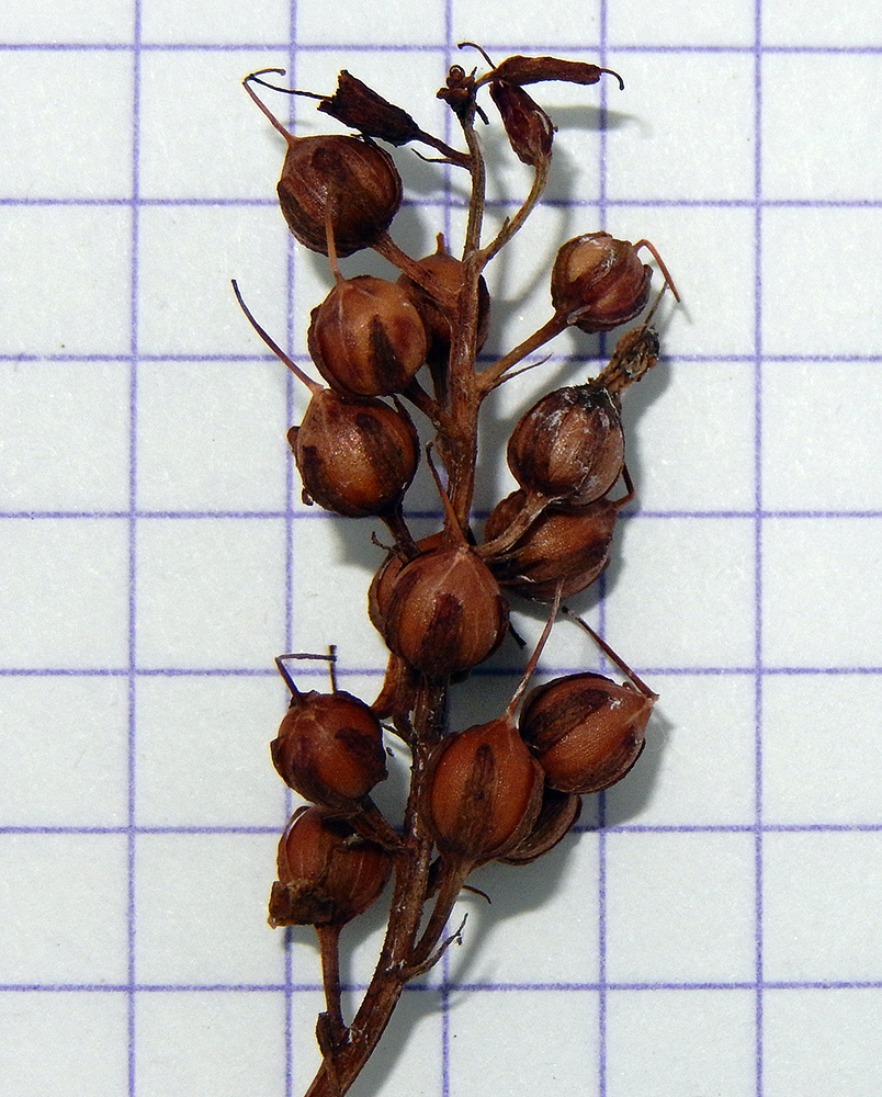 Image of Lysimachia dubia specimen.