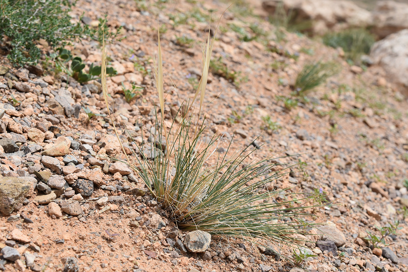 Image of genus Stipa specimen.