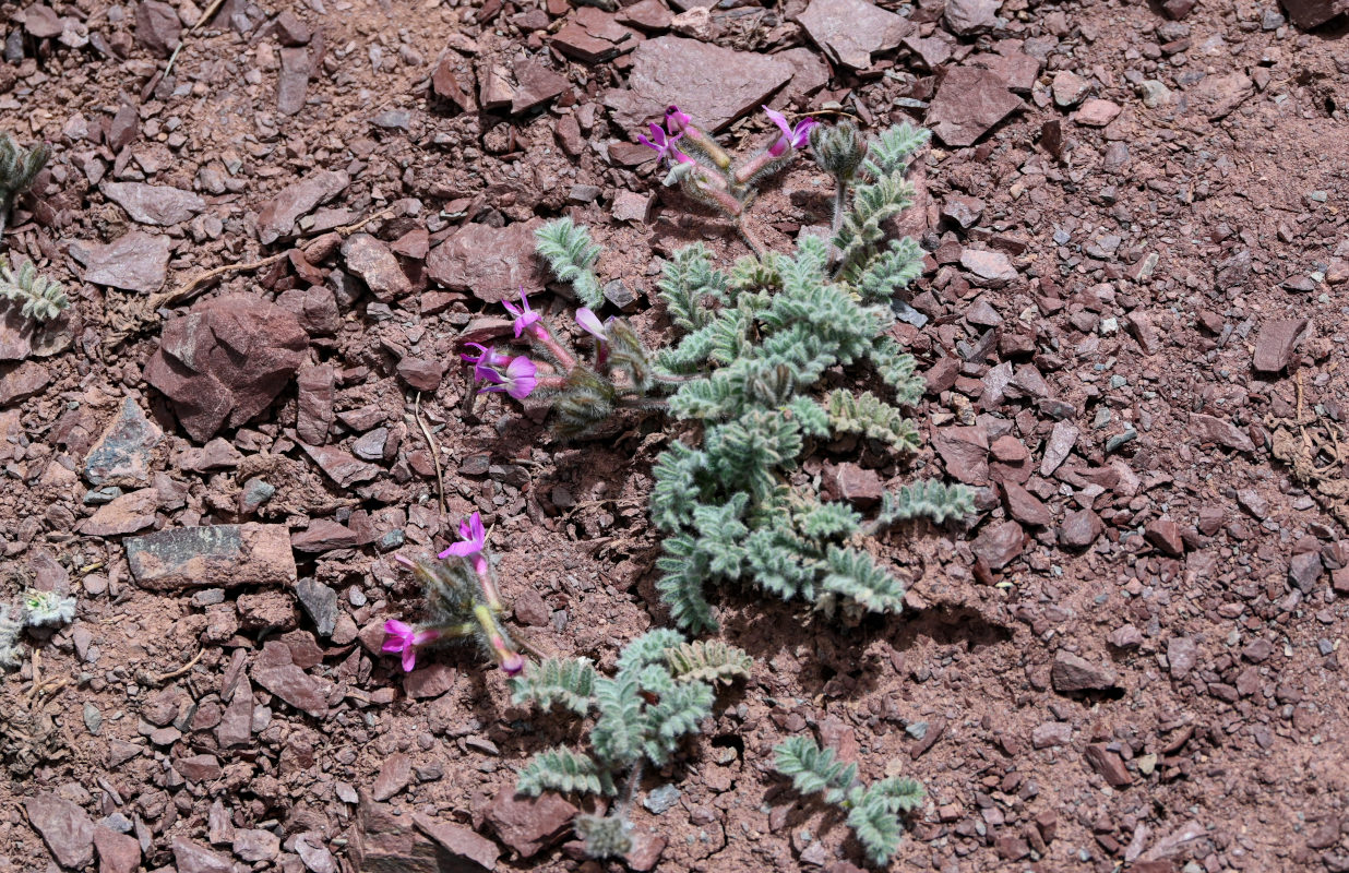 Изображение особи Oxytropis leptophysa.