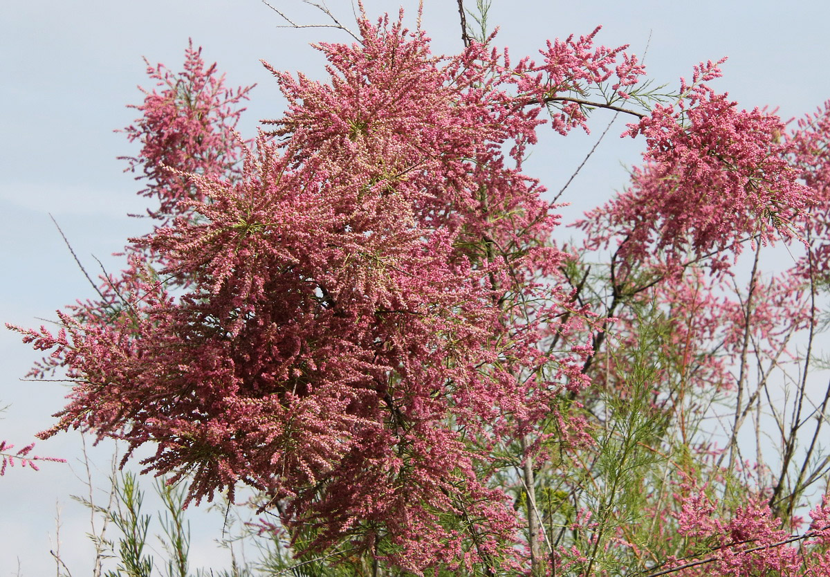 Image of Tamarix ramosissima specimen.