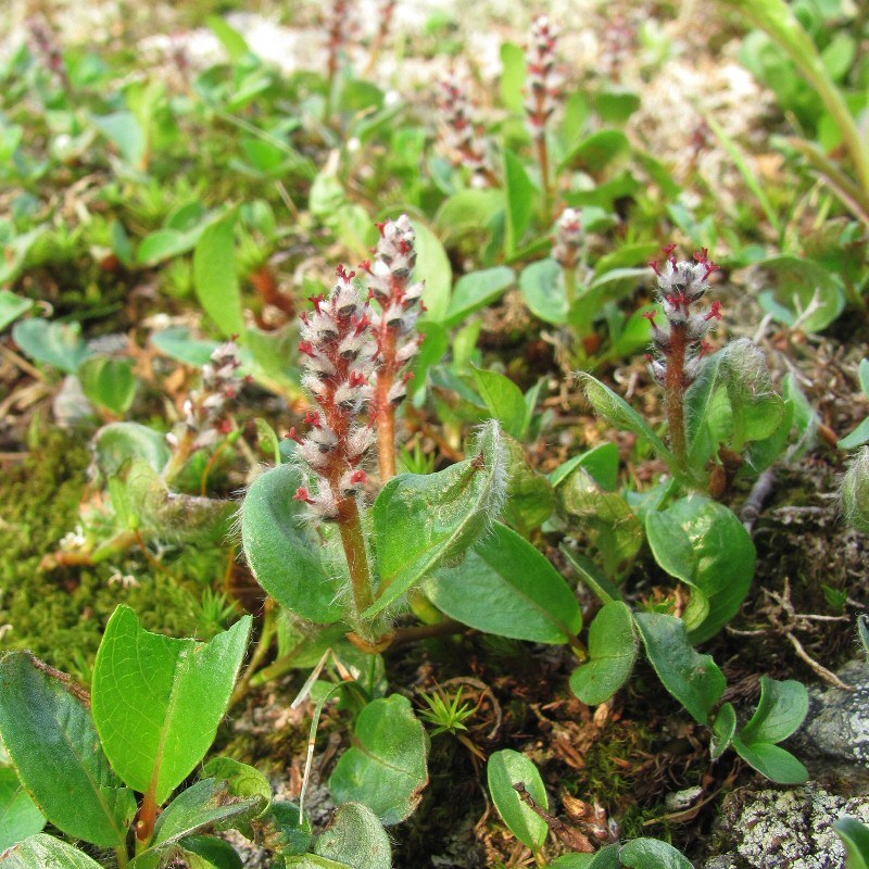 Image of Salix polaris specimen.