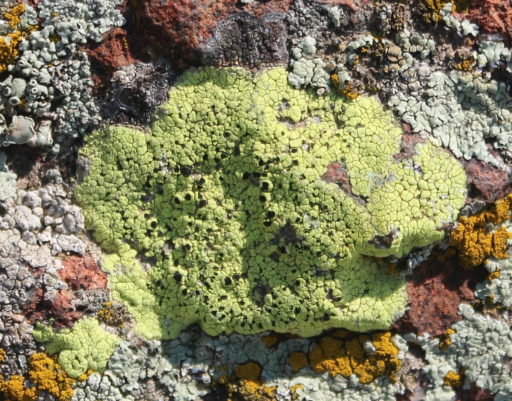 Image of Rhizocarpon lecanorinum specimen.