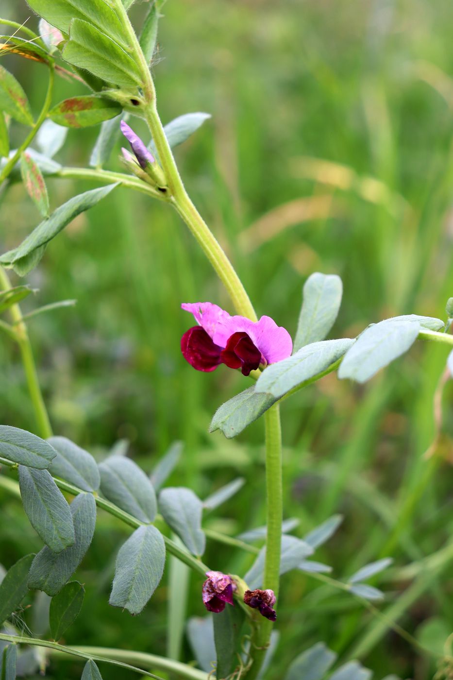 Изображение особи Vicia sativa.