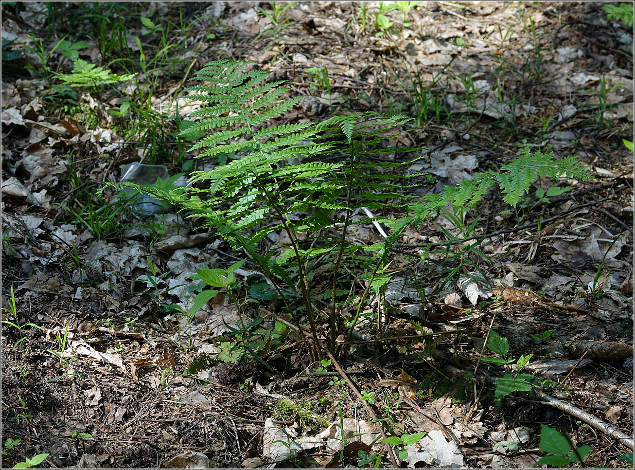 Image of Dryopteris filix-mas specimen.