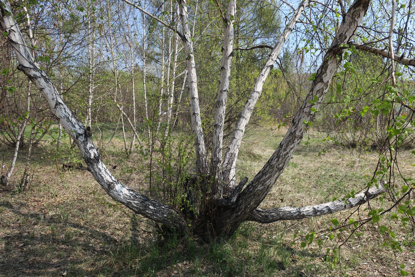 Изображение особи Betula platyphylla.