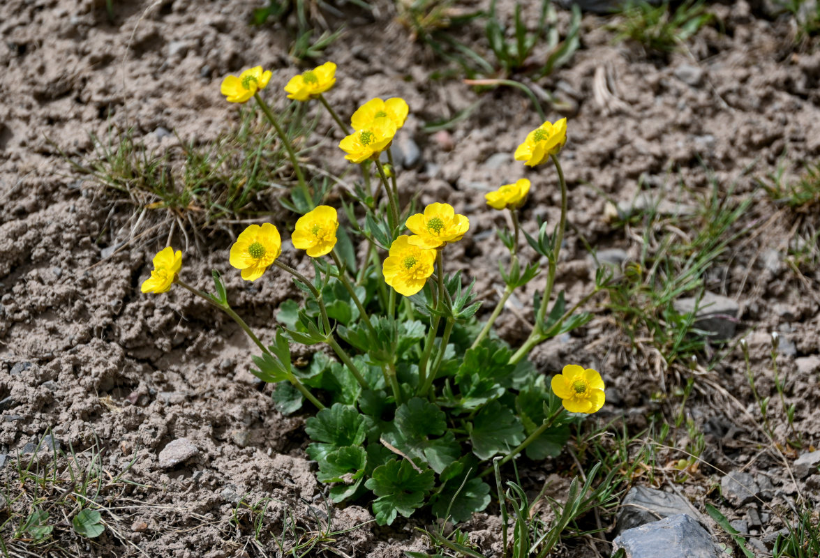 Image of Ranunculus songaricus specimen.