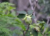 Codonopsis lanceolata. Часть побега с цветком и бутоном. Приморье, Хасанский р-н, п-ов Гамова, б. Витязь, закустаренный берег моря. 09.08.2023.