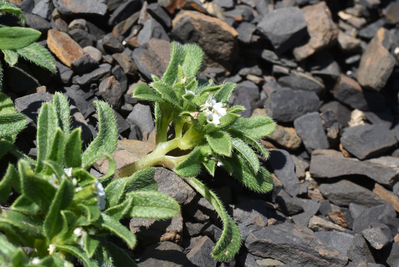 Изображение особи Trigonocaryum involucratum.