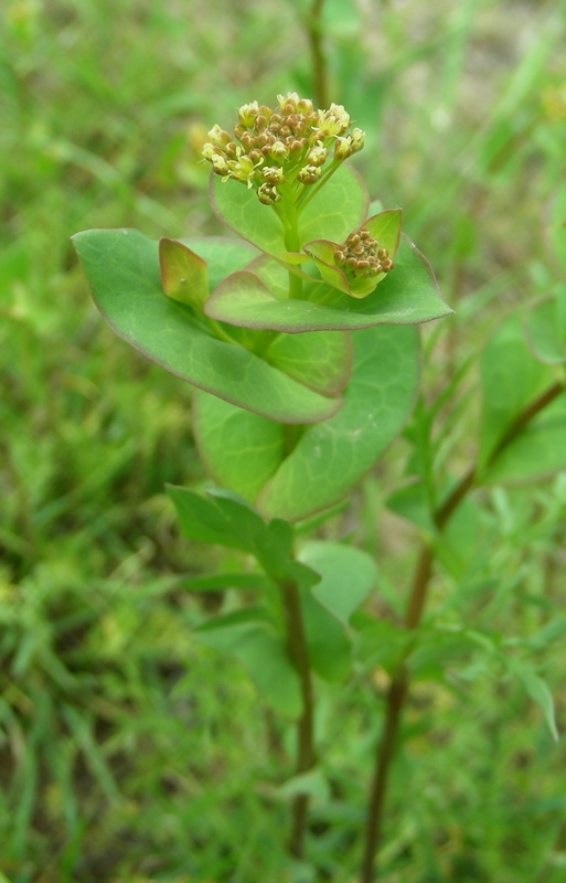 Изображение особи Lepidium perfoliatum.