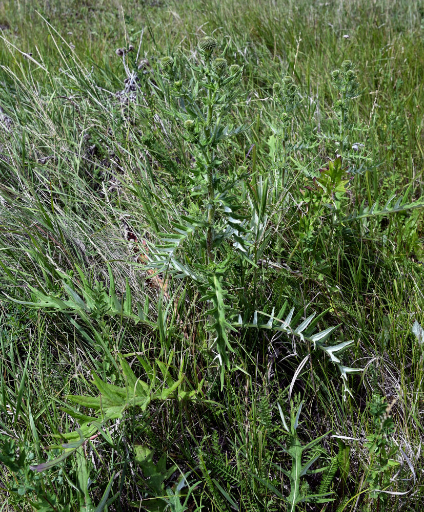 Изображение особи Cirsium serrulatum.