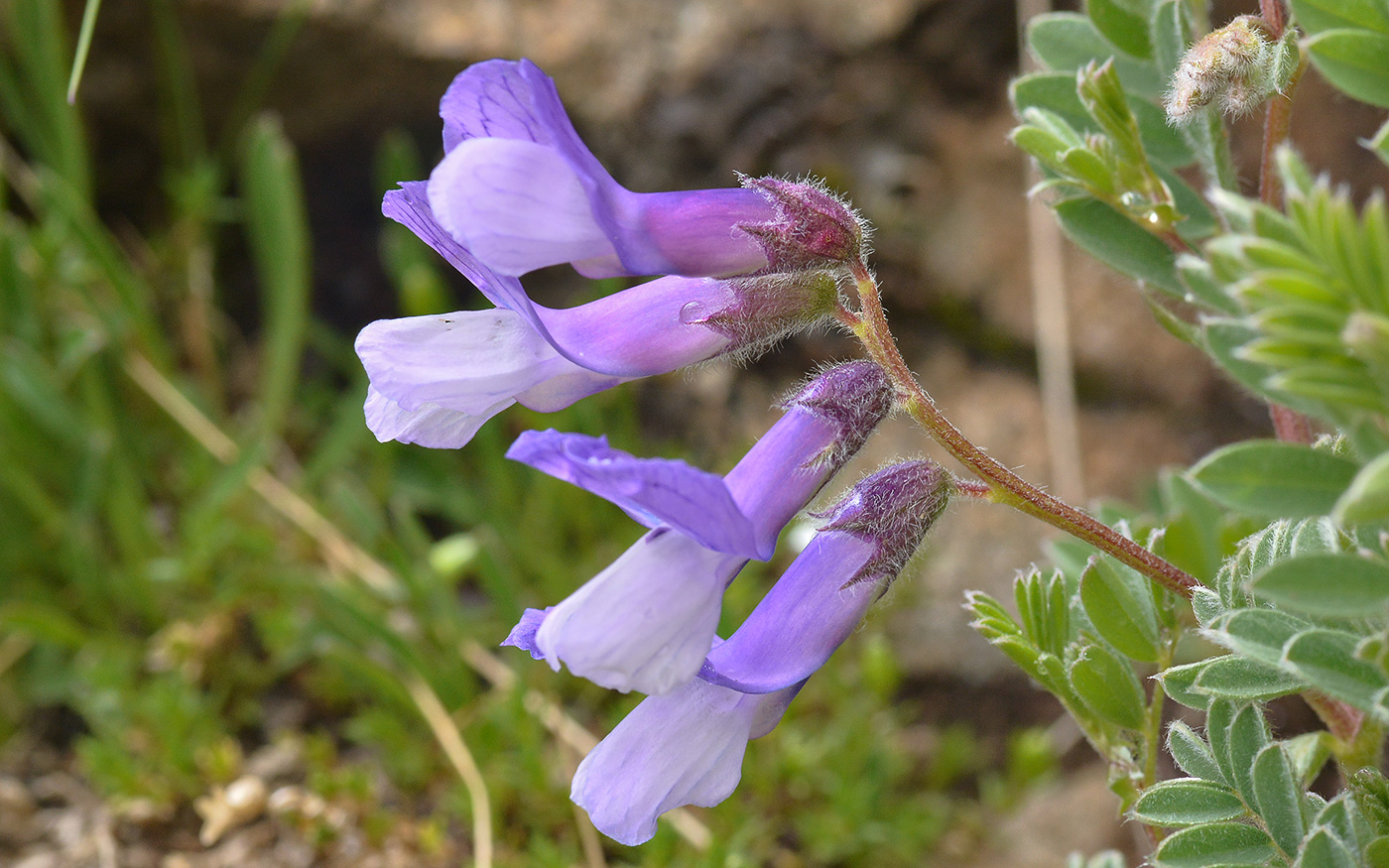 Изображение особи Vicia sosnowskyi.