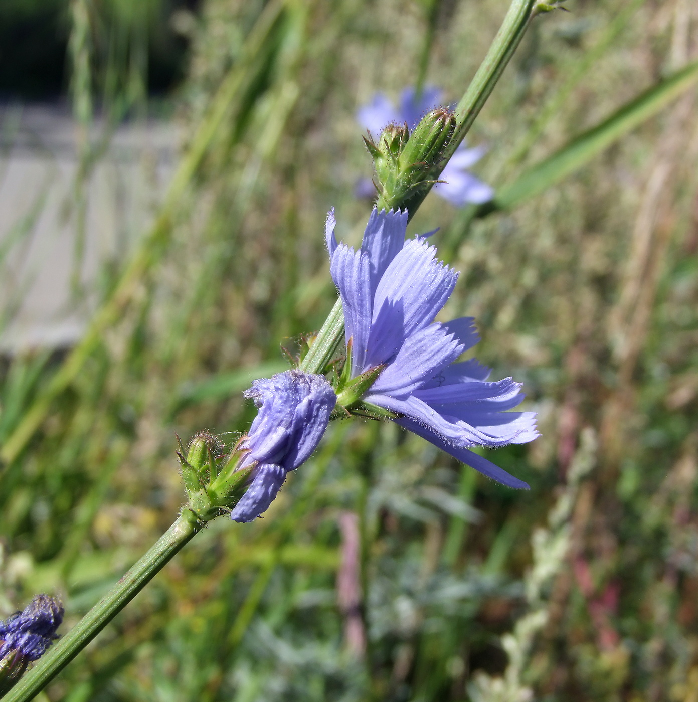 Image of Cichorium intybus specimen.