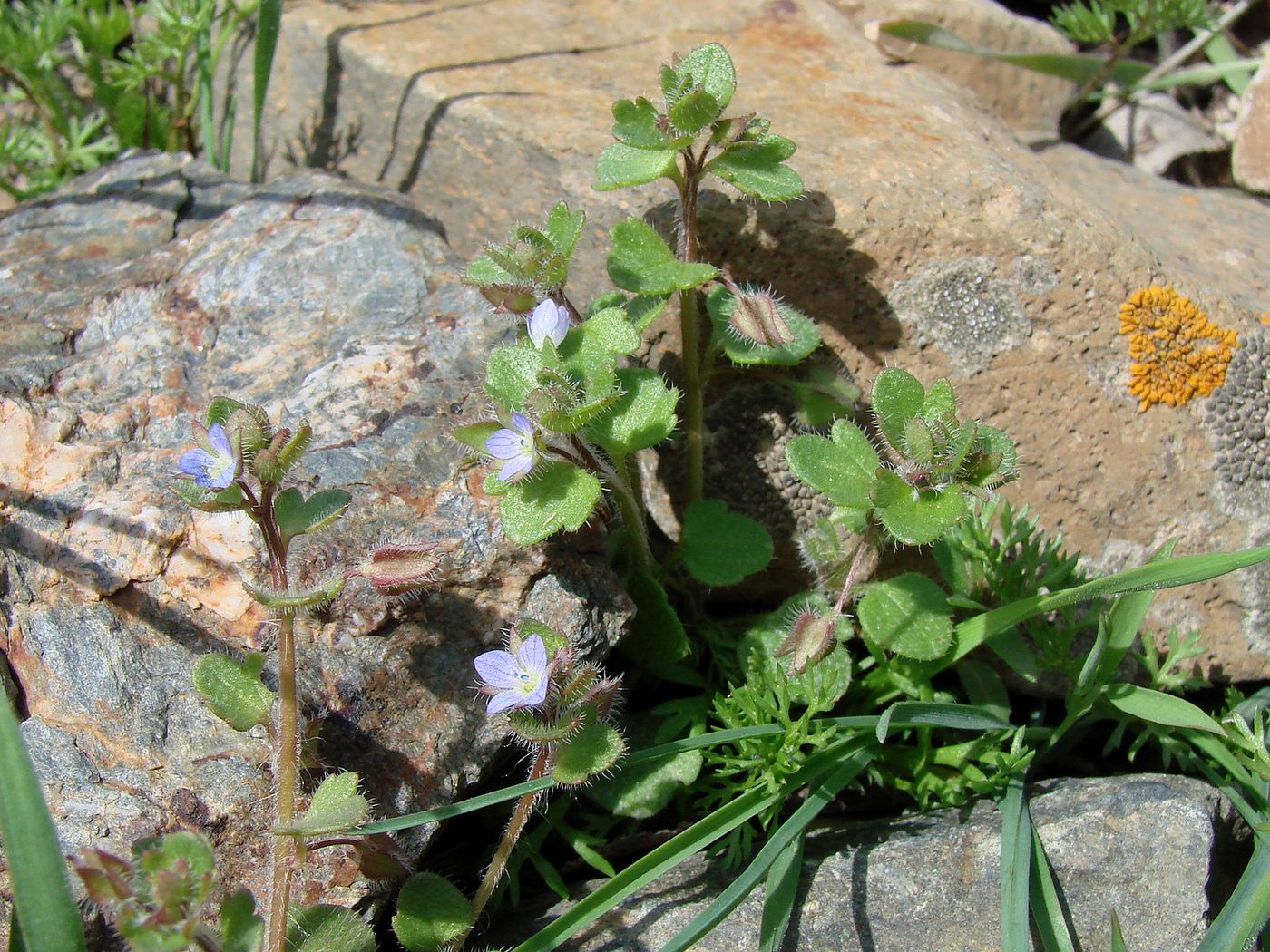 Изображение особи Veronica hederifolia.