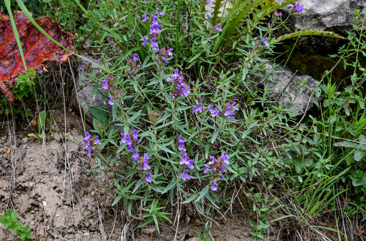 Изображение особи Dracocephalum integrifolium.