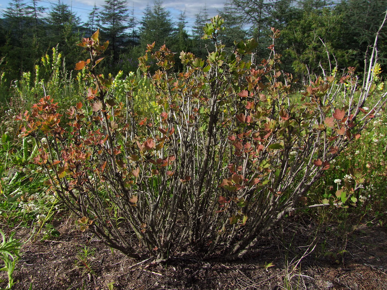 Image of Grossularia reclinata specimen.