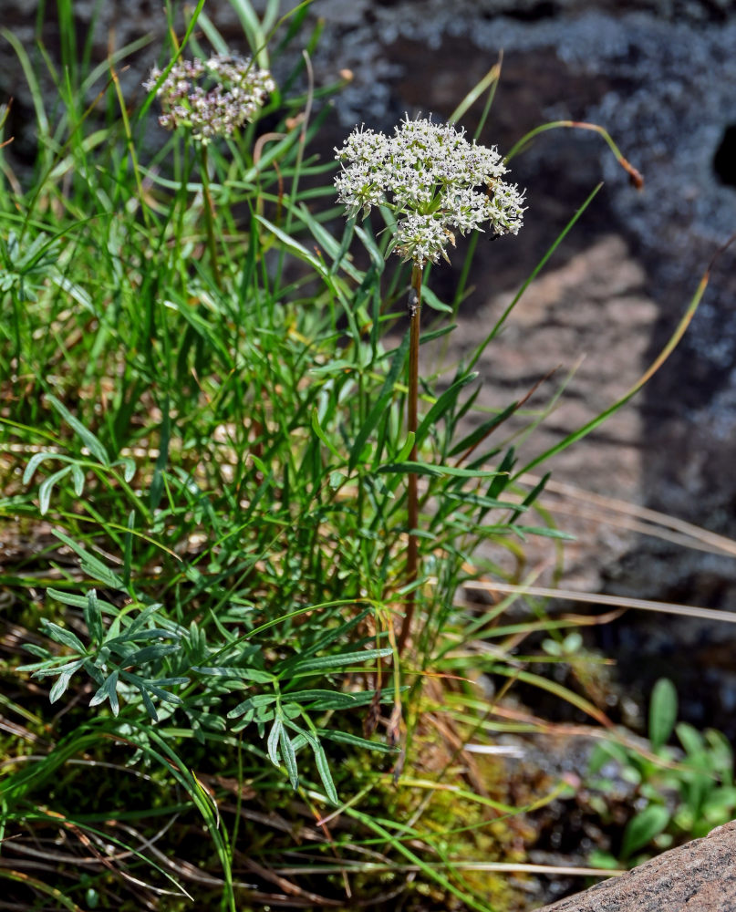 Изображение особи Pachypleurum alpinum.