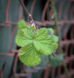 genus Rubus