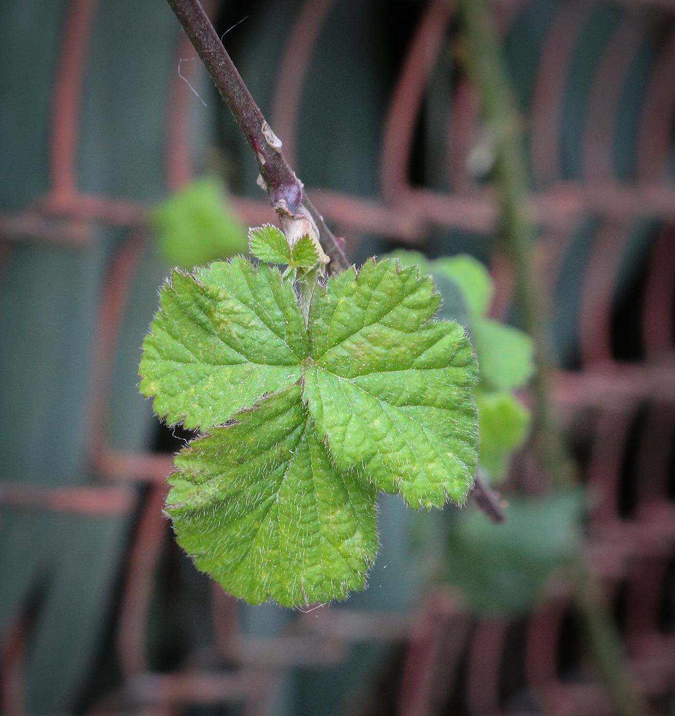 Image of genus Rubus specimen.