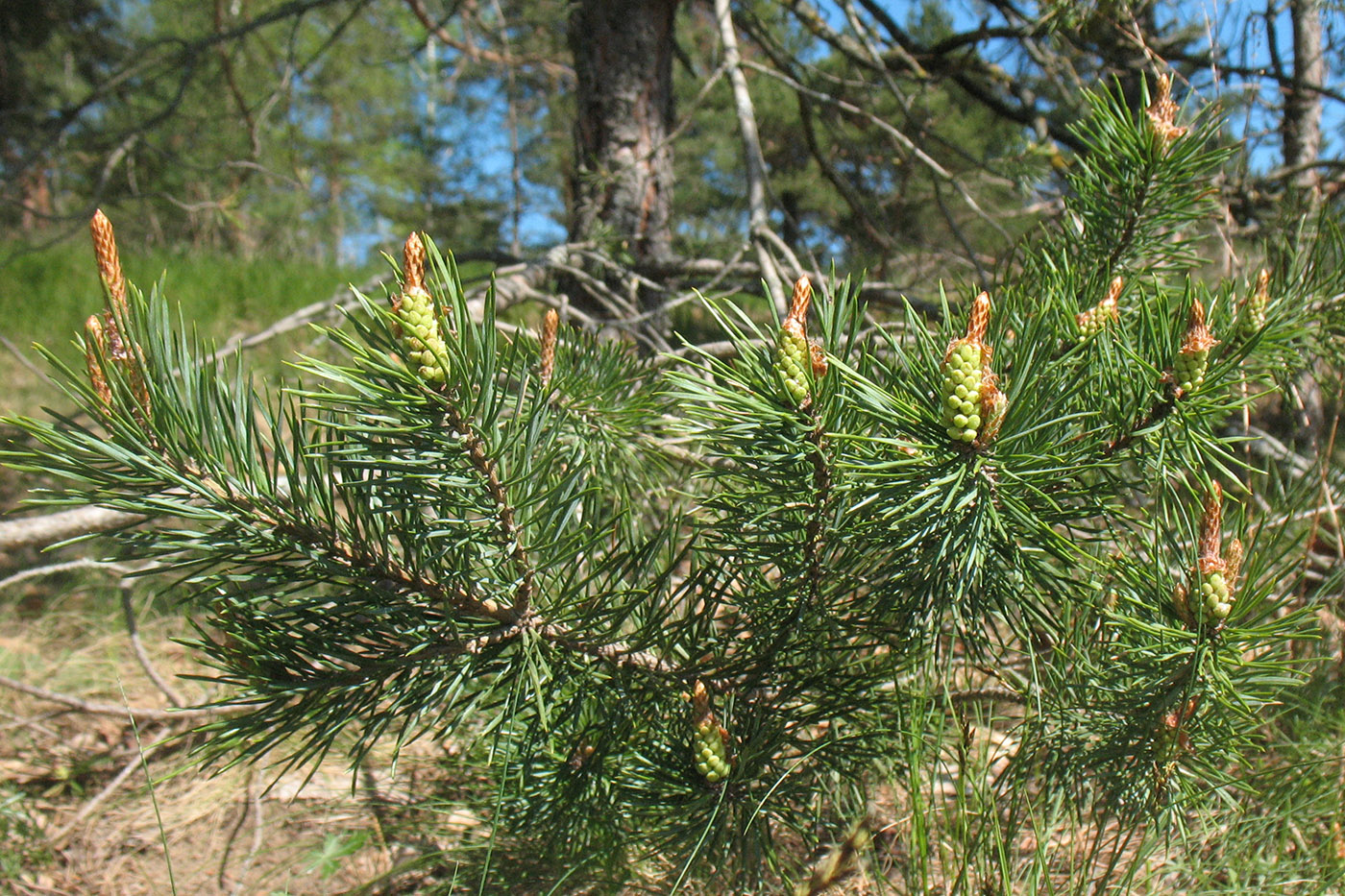 Изображение особи Pinus sylvestris.