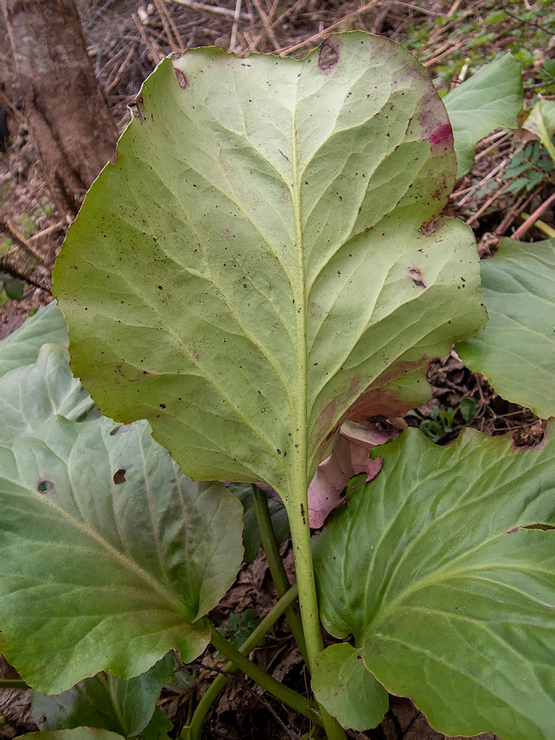 Image of Bergenia crassifolia specimen.