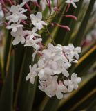 Jasminum polyanthum