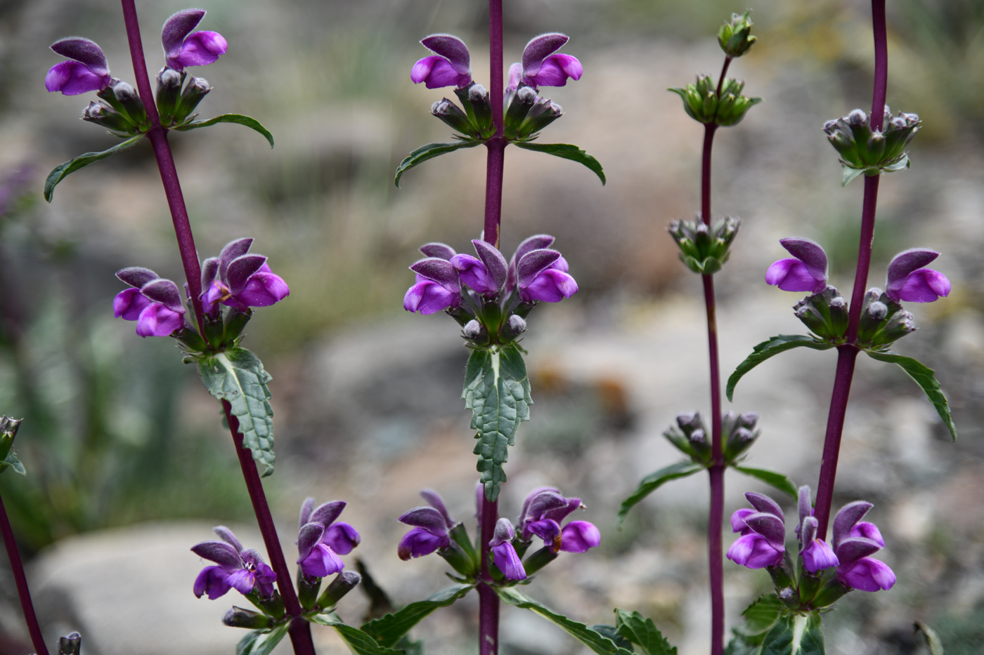 Изображение особи Phlomoides zenaidae.